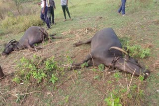 Two buffalo deaths in Belgam