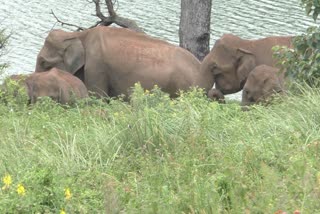 idukki move against human wildlife conflict  മനുഷ്യ - വന്യജീവി സംഘര്‍ഷം തടയാന്‍ ഇടുക്കി ജില്ല ഭരണകൂടം  മനുഷ്യ - വന്യജീവി സംഘര്‍ഷം തടയാന്‍ ഇടുക്കിയില്‍ കോര്‍ഡിനേഷന്‍ കമ്മിറ്റി രൂപീകരിച്ചു  idukki todays news  ഇടുക്കി ഇന്നത്തെ വാര്‍ത്ത