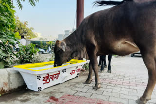 cattle drinking water