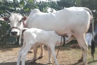 Shivraj singh chouhan announcement