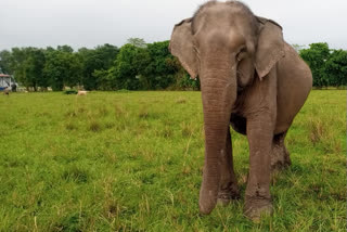 after-serving-30-years-in-kaziranga-female-elephant-takes-retirement