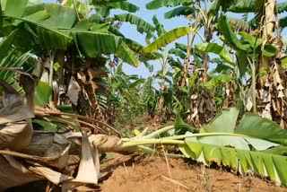 Banana crop loss due to rain in Davanagere