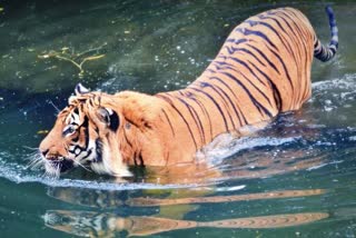 Panna tiger swimming video