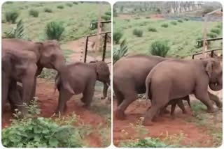 Elephants helping Calf to cross Fence