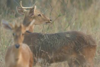 Gorewada safari now includes Sangai deer