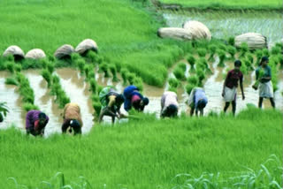 govt promote natural farming