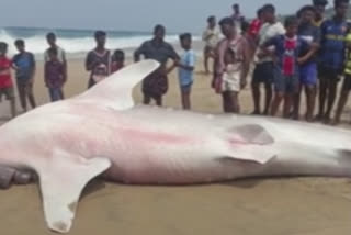 Endangered whale shark washes ashore in Thiruvananthapuram beach dies after unable to return to sea