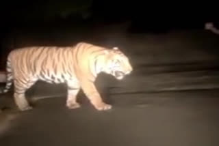 tiger roaming