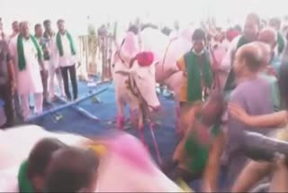 CM Basavaraj Bommai escapes unhurt in ox attack - VIDEO