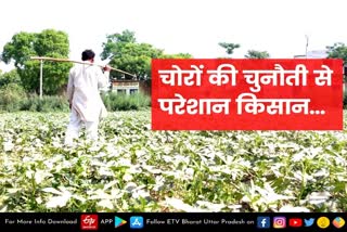 baghpat latest news  etv bharat up news  किसानों को चोरों की चुनौती  खेतों से सब्जियां कर रहे चोरी  Thieves challenge farmers  stealing vegetables from the fields  stealing vegetables from the fields in baghpat  किसानों को चोरों की चुनौती