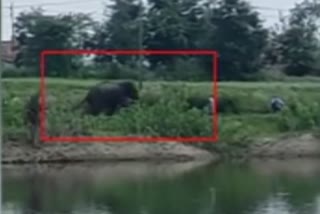 Elephant attacked woman in Mysore district