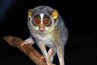 ETV Bharat News Impact Indias first Wildlife Sanctuary for Slender Loris Rs.10 crores allocated