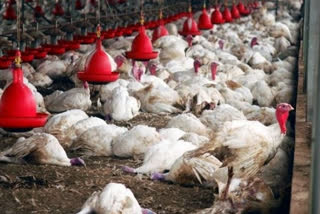 China reports first human case of H3N8 bird flu