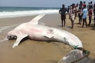 whale-shark-washes-ashore-in-thiruvananthapuram-beach-dies-after-unable-to-return