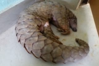 pangolin rescued by people in boudh