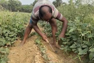 High temperature creating problems for farmers in Kanksa