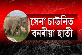 Wild elephant persecution