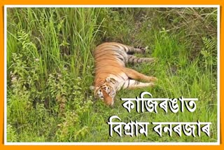 beautiful-scenario-of-tiger-in-kaziranga-national-park
