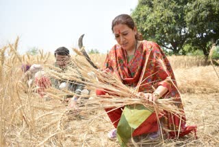rekha arya wheat crop cutting