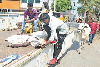 traffic police saves a cow life in ongole