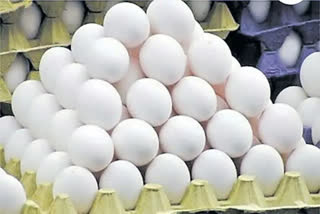 odisha poultry  traders associations protest against  import of eggs from ap