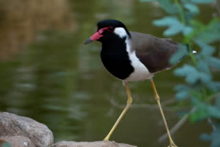 Birds of Jhalana