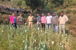opium cultivation in Tehri