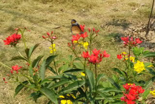 Biodiversity Park open for tourists in