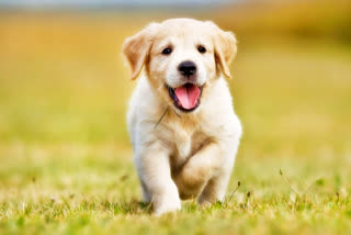 The owner's cash bag was taken by a pet dog in duggondi warangal district