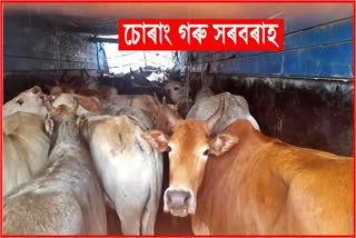 Illegal Cattle Smuggling in Assam