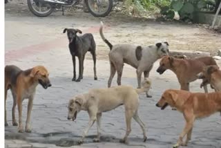 Pratham neelakatti who died by dogs attacks in dharwad