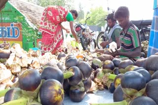 சத்தியமங்கலம் சாலையோரங்களில் பனைநுங்கு அமோக விற்பனை