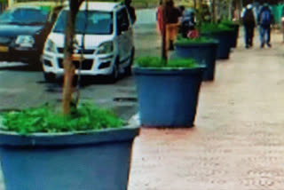 indian trees will be grown in wheel pots in mumbai