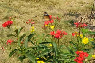 Butterfly Park inaugurated at Jim Corbett National Park