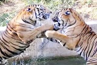 Tigress was seen teaching her child to hunt in Bandhavgarh Tiger Reserve