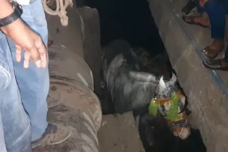 Horse Fell In Drain