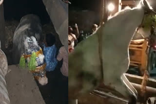 Horse and owner fell into drain  Horse and owner rescued from drain in MP  Horse rescue with earth mover  കുതിര അഴുക്കുചാലിൽ വീണു  കുതിരയെ മണ്ണുമാന്തി യന്ത്രം ഉപയോഗിച്ച് രക്ഷപ്പെടുത്തി