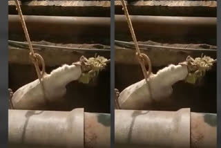 Watch: A horse getting rescued from a drain in Jabalpur