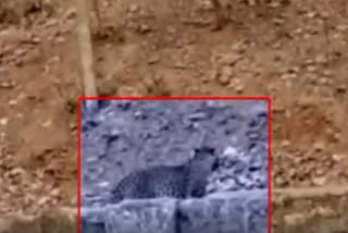 Watch: Leopard came out of jungles of Ranthambore to drink water