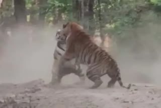 Kanha National Park roar of tigers video