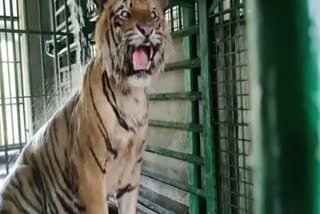 jharkhali tiger rehabilitation
