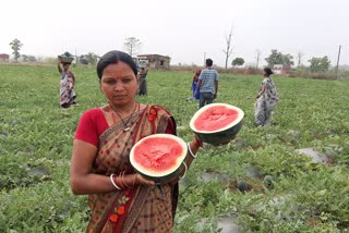 200 ಎಕರೆಯಲ್ಲಿ 800 ಮಹಿಳೆಯರ ಸಾಮೂಹಿಕ ಕೃಷಿ