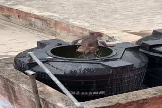 Water tanks  na swimming pool for us says Monkeys  monkeys swimming on water tank pune video goes viral  വാട്ടര്‍ ടാങ്കില്‍ നീന്തിത്തുടിച്ച് കുരങ്ങന്മാര്‍; വീഡിയോ വൈറല്‍  കുരങ്ങന്മാരുടെ പ്രവര്‍ത്തിയില്‍ പുലിവാലു പിടിച്ച് പ്രദേശവാസികള്‍