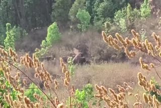 Panic of elephants once again in Kawardha