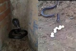 snake spitting out eggs when caught  വിഴുങ്ങിയ കോഴിമുട്ടകള്‍ പുറത്തേക്ക് തുപ്പി മൂര്‍ഖന്‍  കോഴിമുട്ടകള്‍ പുറത്തേക്ക് തുപ്പി മൂര്‍ഖന്‍  മൂര്‍ഖന്‍ കോഴിമുട്ട വിഴുങ്ങി