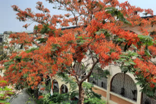 Rich Visuals: Gulmohar flowers add beauty to Haldwani