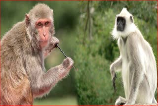 Number-of-monkeys-and-langurs-reduced-in-uttarakhand