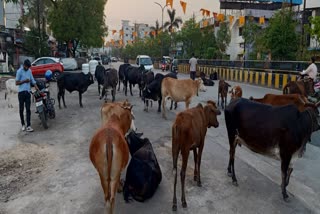 cattle on the streets
