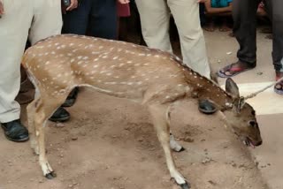 Dogs injured female deer in Kawardha