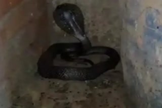 Cobra snake entered Mandla house